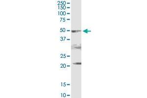 PDHA2 MaxPab rabbit polyclonal antibody. (PDHA2 抗体  (AA 1-388))