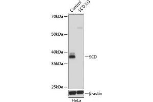 Western blot analysis of extracts from normal (control) and SCD knockout (KO) HeLa cells using SCD Polyclonal Antibody at dilution of 1:1000. (SCD 抗体)