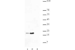 Histone H2B acetyl Lys46 pAb tested by Western blot. (Histone H2B 抗体  (acLys46))