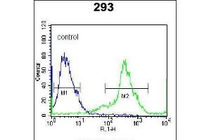 Flow cytometric analysis of 293 cells (right histogram) compared to a negative control cell (left histogram). (Kallikrein 6 抗体  (AA 126-156))