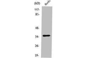 Western Blot analysis of HuvEc cells using RECS1 Polyclonal Antibody (TMBIM1 抗体  (C-Term))