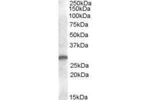 ABIN263214 (1µg/ml) staining of human kidney lysate (35µg protein in RIPA buffer). (C-Type Lectin Domain Family 1, Member B (CLEC1B) (Internal Region) 抗体)