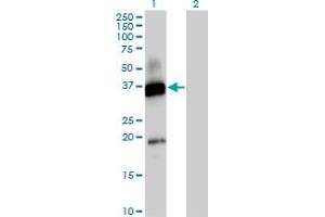 Western Blot analysis of CD300A expression in transfected 293T cell line by CD300A MaxPab polyclonal antibody. (CD300a 抗体  (AA 1-299))