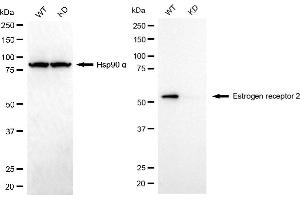 anti-Estrogen Receptor 2 (ESR2) antibody
