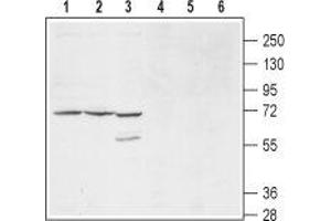 Western blot analysis of mouse (lanes 1 and 4), and rat (lanes 2 and 5) brain membranes and human HL-60 promyelocytic leukemia cell lysates (lanes 3 and 6): - 1-3.