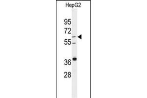 Western blot analysis of anti-DHCR24 Antibody (Center) (ABIN389353 and ABIN2839459) in HepG2 cell line lysates (35 μg/lane). (Seladin 1 抗体  (AA 218-246))