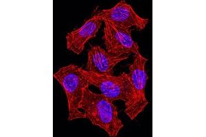 Immunofluorescence (IF) image for anti-Heterogeneous Nuclear Ribonucleoprotein M (HNRNPM) (AA 17-161) antibody (ABIN7193216)