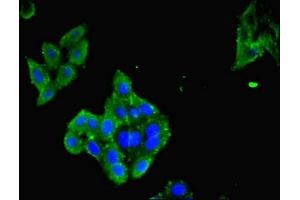 Immunofluorescent analysis of HepG2 cells using ABIN7158291 at dilution of 1:100 and Alexa Fluor 488-congugated AffiniPure Goat Anti-Rabbit IgG(H+L) (LAIR1 抗体  (AA 22-165))