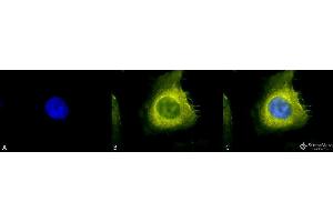 Immunocytochemistry/Immunofluorescence analysis using Rabbit Anti-CDC37 Polyclonal Antibody . (CDC37 抗体)