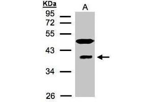 WB Image Sample(30 μg of whole cell lysate) A:HeLa S3, 12% SDS PAGE antibody diluted at 1:1500 (RAE1 抗体  (C-Term))
