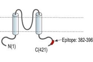 Potassium Inwardly-Rectifying Channel, Subfamily J, Member 8 (KCNJ8) peptide