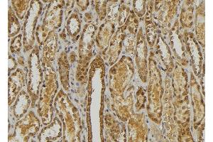 ABIN6278471 at 1/100 staining Mouse kidney tissue by IHC-P. (CXCL3 抗体  (C-Term))