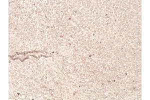 Immunohistochemistry analysis of human tonsil tissue (20x) using LAG-3 (human) recombinant mAb (L4-PL33), at a dilution of 1:50. (LAG3 抗体  (N-Term))