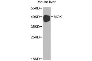 Western blot analysis of extracts of mouse liver, using MOK antibody. (MOK 抗体)