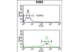 RPS6KB2 Antibody (ABIN652424 and ABIN2842096) flow cytometry analysis of K562 cells (bottom histogram) compared to a negative control cell (top histogram). (RPS6KB2 抗体)