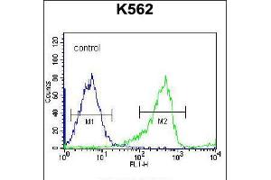Flow cytometric analysis of K562 cells (right histogram) compared to a negative control cell (left histogram). (PCDHB14 抗体  (N-Term))