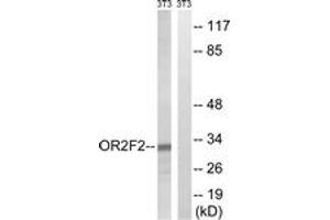 Western Blotting (WB) image for anti-Olfactory Receptor, Family 2, Subfamily F, Member 2 (OR2F2) (AA 93-142) antibody (ABIN2891136) (OR2F2 抗体  (AA 93-142))