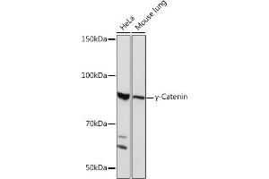 Western blot analysis of extracts of various cell lines, using γ-Catenin Rabbit mAb (ABIN1683043, ABIN3018625, ABIN3018626 and ABIN7101634) at 1:1000 dilution. (JUP 抗体)