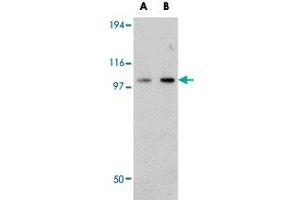 Western blot analysis of FAM120B in rat thymus tissue lysate with FAM120B polyclonal antibody  at (A) 0. (FAM120B 抗体  (C-Term))