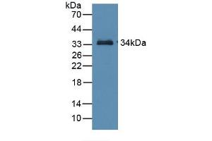 Figure. (RBP3 抗体  (AA 18-320))