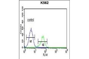 CTSE Antibody (Center) (ABIN390486 and ABIN2840847) flow cytometric analysis of K562 cells (right histogram) compared to a negative control cell (left histogram). (Cathepsin E 抗体  (AA 157-187))