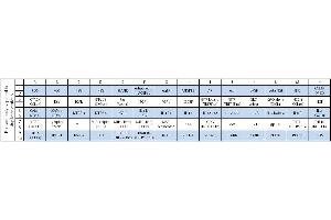 Image no. 1 for Human Cytokine Array C7 (ABIN625566)