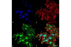 Immunocytochemistry/Immunofluorescence analysis using Rabbit Anti-ATG2A Polyclonal Antibody . (ATG2A 抗体  (C-Term) (APC))