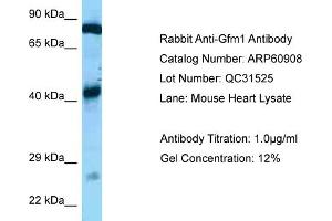 Western Blotting (WB) image for anti-G-Elongation Factor, Mitochondrial 1 (GFM1) (C-Term) antibody (ABIN2788619) (GFM1 抗体  (C-Term))
