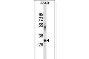 BNIP2 Antibody (C-term) (ABIN657307 and ABIN2846385) western blot analysis in A549 cell line lysates (35 μg/lane). (BNIP2 抗体  (C-Term))