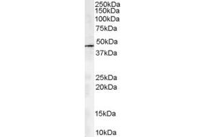 Western Blotting (WB) image for anti-Alpha Centractin (ACTR1A) (AA 363-375) antibody (ABIN294628) (ACTR1A 抗体  (AA 363-375))