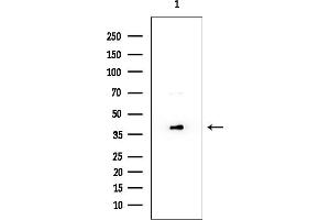 anti-R-Spondin 3 (RSPO3) (Internal Region) antibody