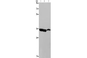 Western Blotting (WB) image for anti-Malate Dehydrogenase 1, NAD (Soluble) (MDH1) antibody (ABIN2423773) (MDH1 抗体)
