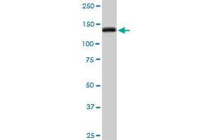 GTF2I MaxPab polyclonal antibody. (GTF2I 抗体  (AA 1-976))