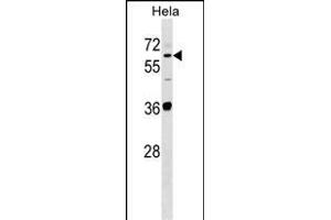 SUOX Antibody (Center) (ABIN1537904 and ABIN2848703) western blot analysis in Hela cell line lysates (35 μg/lane). (SUOX 抗体  (AA 160-187))