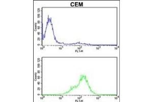 TPI1 Antibody (C-term) (ABIN389458 and ABIN2839525) flow cytometric analysis of CEM cells (bottom histogram) compared to a negative control cell (top histogram). (TPI1 抗体  (C-Term))