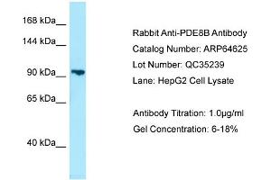 Western Blotting (WB) image for anti-phosphodiesterase 8B (PDE8B) (Middle Region) antibody (ABIN2789902) (PDE8B 抗体  (Middle Region))