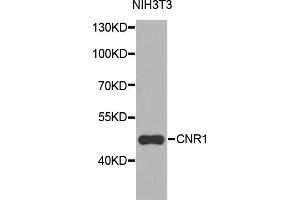 Western blot analysis of extracts of NIH3T3 cells, using CNR1 antibody (ABIN5970675) at 1/1000 dilution. (CNR1 抗体)