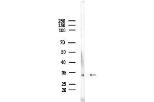 anti-Olfactory Receptor 2H1 (OR2H1) (C-Term) antibody