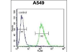 ARRB1 Antibody (C-term) (ABIN655944 and ABIN2845333) flow cytometric analysis of A549 cells (right histogram) compared to a negative control cell (left histogram). (beta Arrestin 1 抗体  (C-Term))