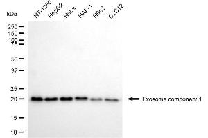 Western blotting analysis using exosome component 1 antibody (ABIN7798545). (EXOSC1 抗体)
