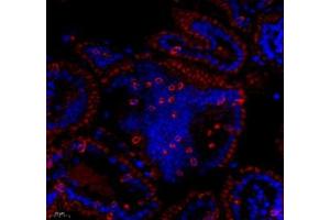 Immunofluorescence of paraffin embedded mouse lymph node using CD163b (ABIN7073371) at dilution of 1: 700 (400x lens) (CD163L1 抗体)