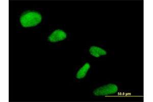 Immunofluorescence of purified MaxPab antibody to NIP30 on HeLa cell. (FAM192A 抗体  (AA 1-254))