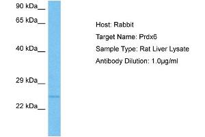 Western Blotting (WB) image for anti-Peroxiredoxin 6 (PRDX6) (Middle Region) antibody (ABIN2773916)