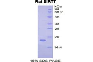 SDS-PAGE analysis of Rat Sirtuin 7 Protein. (SIRT7 蛋白)