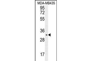 OR4K2 Antibody (C-term) (ABIN655864 and ABIN2845271) western blot analysis in MDA-M cell line lysates (35 μg/lane). (OR4K2 抗体  (C-Term))