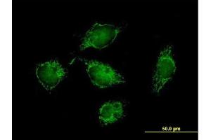 Immunofluorescence of purified MaxPab antibody to ATPIF1 on HeLa cell. (ATPase Inhibitory Factor 1 抗体  (AA 1-106))