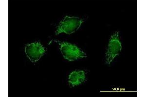 Immunofluorescence of purified MaxPab antibody to ATPIF1 on HeLa cell.