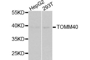 Western blot analysis of extracts of various cell lines, using TOMM40 antibody. (TOMM40 抗体  (AA 1-90))