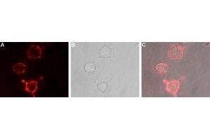 Expression of mGluR3 in rat PC12 cells - Cell surface detection of mGluR3 in live intact rat PC12 pheochromocytoma cells. (Metabotropic Glutamate Receptor 3 抗体  (Extracellular))