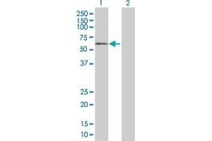 Western Blot analysis of SLC13A3 expression in transfected 293T cell line by SLC13A3 MaxPab polyclonal antibody.